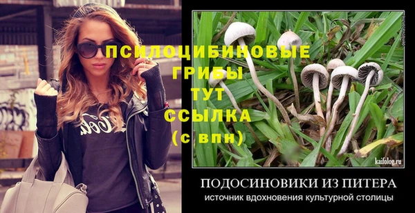 хмурый Аркадак